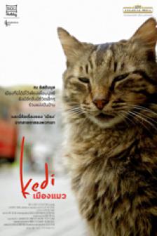 Kedi - เมืองแมว
